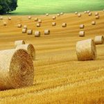 Lucerne Bales