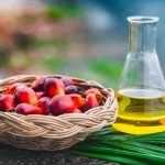 Palm Kernel Oil