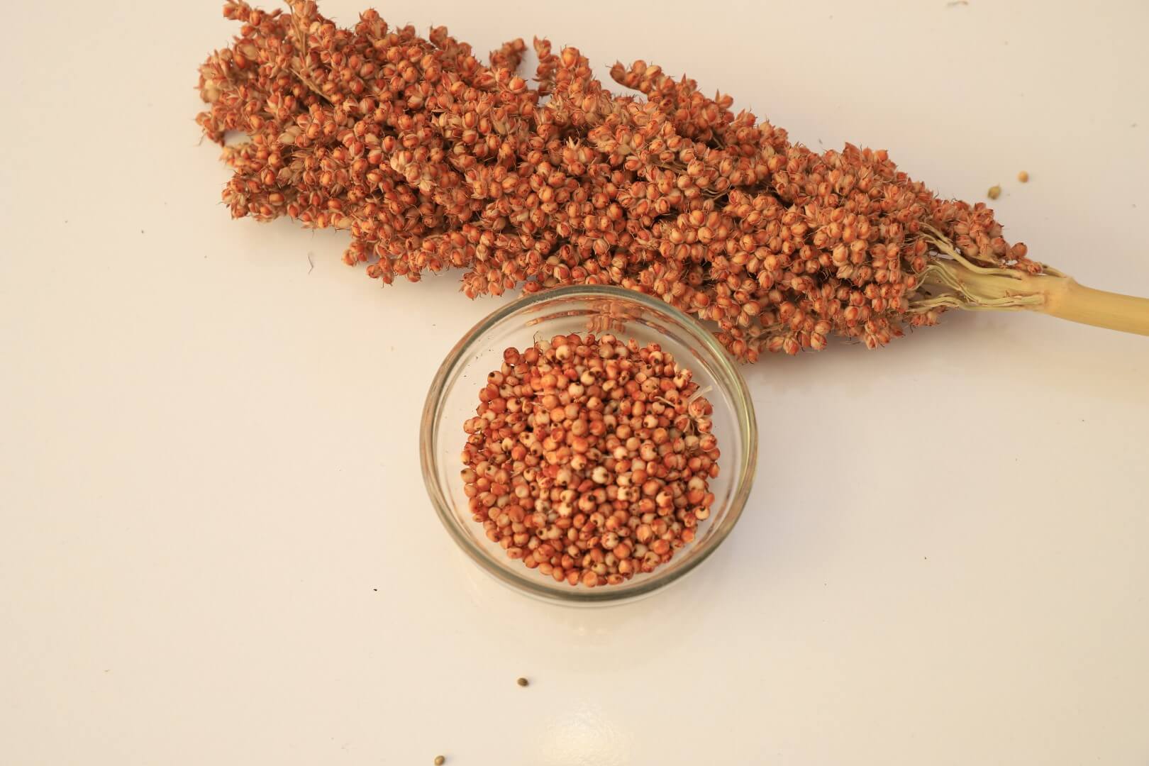 Red-Sorghum-Large Sorghum - Image 1