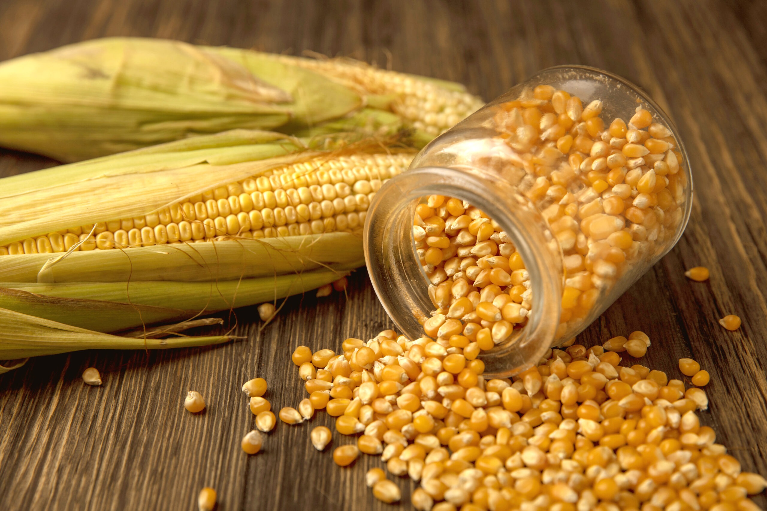 top view of organic corn kernels falling out of a glass jar with kernels isolated on a wooden background Yellow Corn