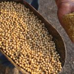 Soybean Meal