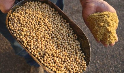 Soybean Meal