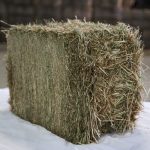 Timothy Hay