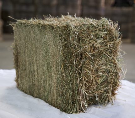 Timothy Hay