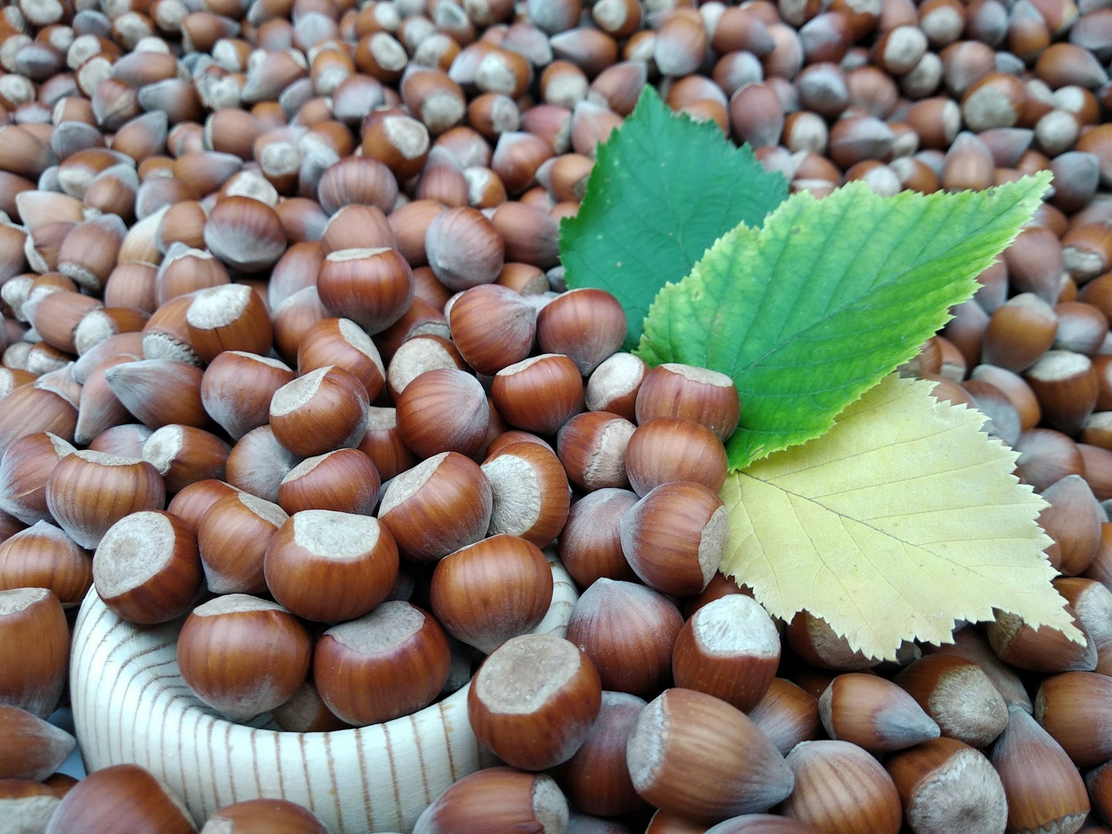 Hazelnuts Hazelnuts