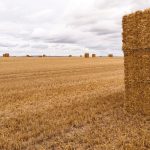 Wheat straw
