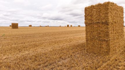 Wheat straw