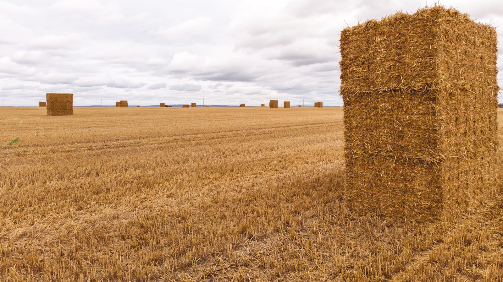 Wheat straw Wheat straw