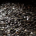 Pumpkin Seeds Pepitas