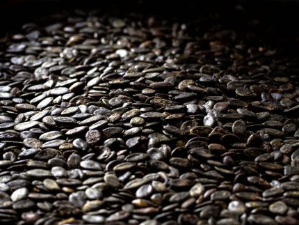 Pumpkin Seeds Pepitas