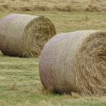 Oats Hay