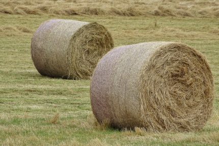 Oats Hay