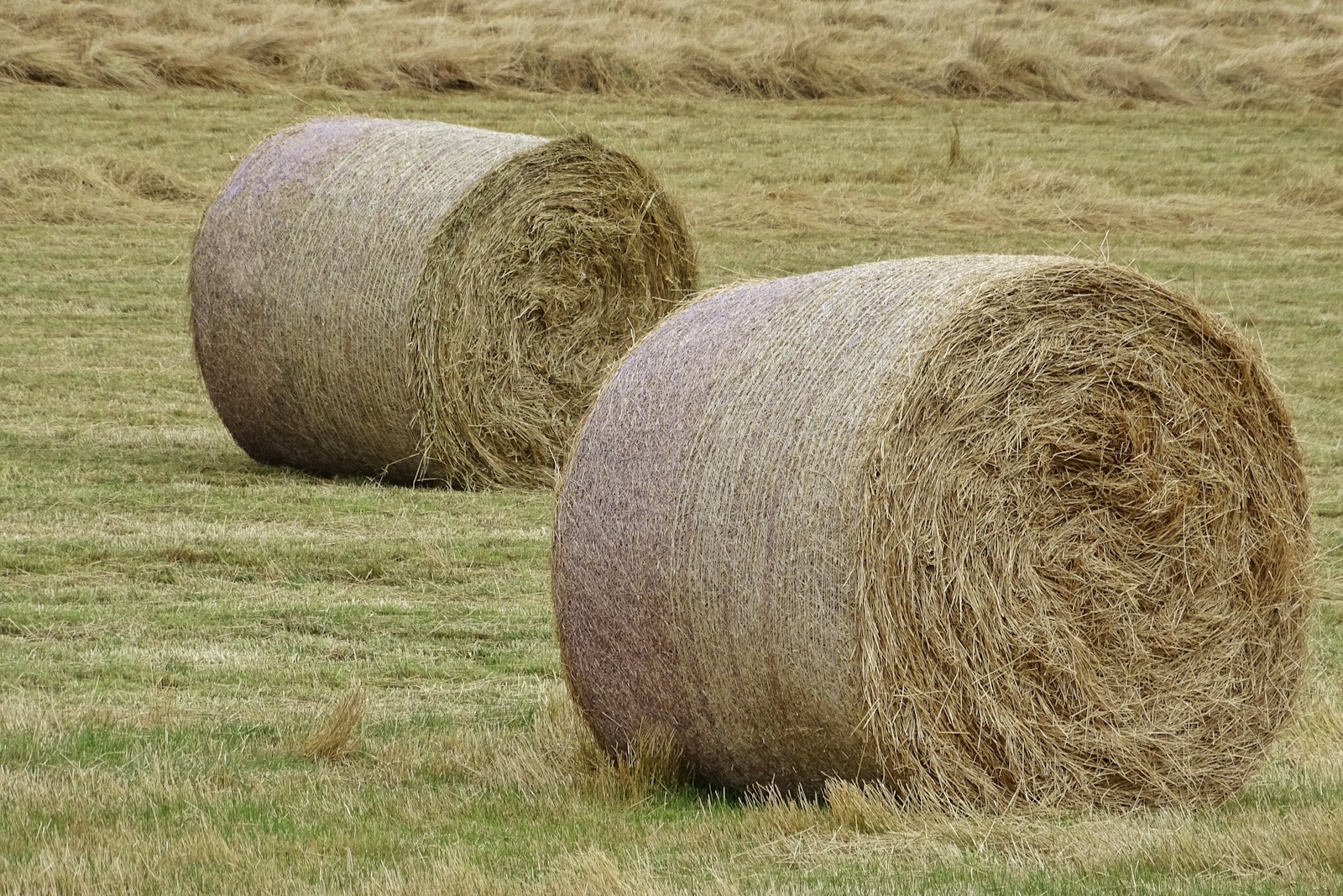 Oats Hay Oats Hay