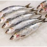 Sardines