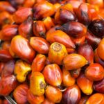 Palm Kernel