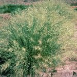 Eragrostis Grass